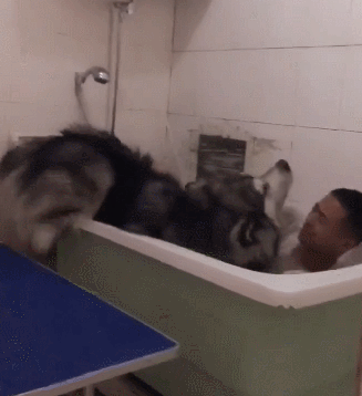 主人给大狗狗洗澡,一个脚滑让狗扑倒,糗大了!