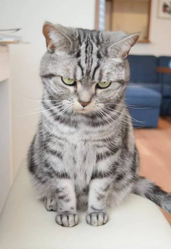 铲屎官天天被家里猫大爷用眼神质问：为什么上厕所不用猫砂？！