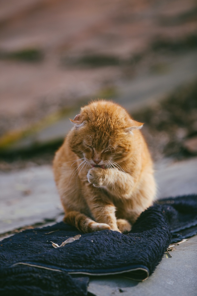流浪猫舔爪子图片