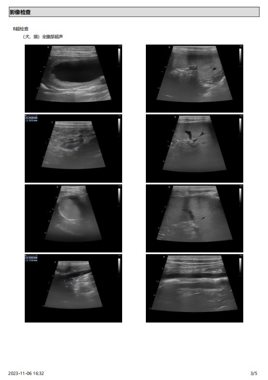 一例犬睾丸肿瘤的诊断与治疗