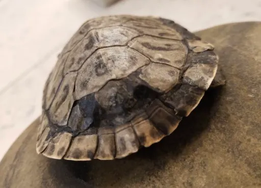 乌龟壳变软了是啥原因？3 种情况及其解决办法