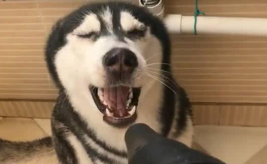 主人给二哈洗澡吹风, 二哈瞬间变成表情包, 二哈: 根本停不下来