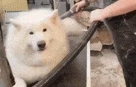 千万别和萨摩耶一起洗澡...小黑:咋突然下雪了?