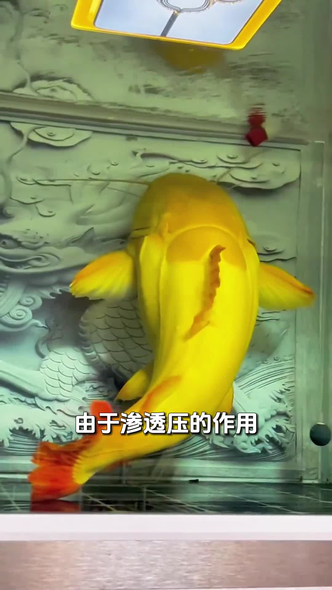 养鱼老三样，换水升温下盐该如何正确使用！