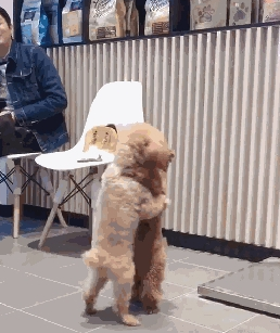 带泰迪去洗澡,一回头就看见两只狗亲上了,这是一见钟情了?