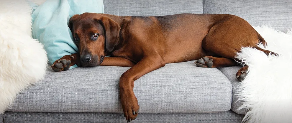 犬急性胰腺炎治疗秘籍：镇痛、营养与液体疗法的综合应用