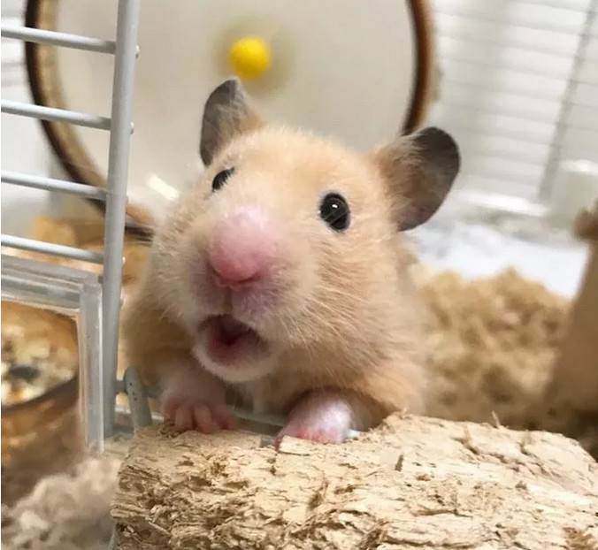 金丝熊是仓鼠表情大全