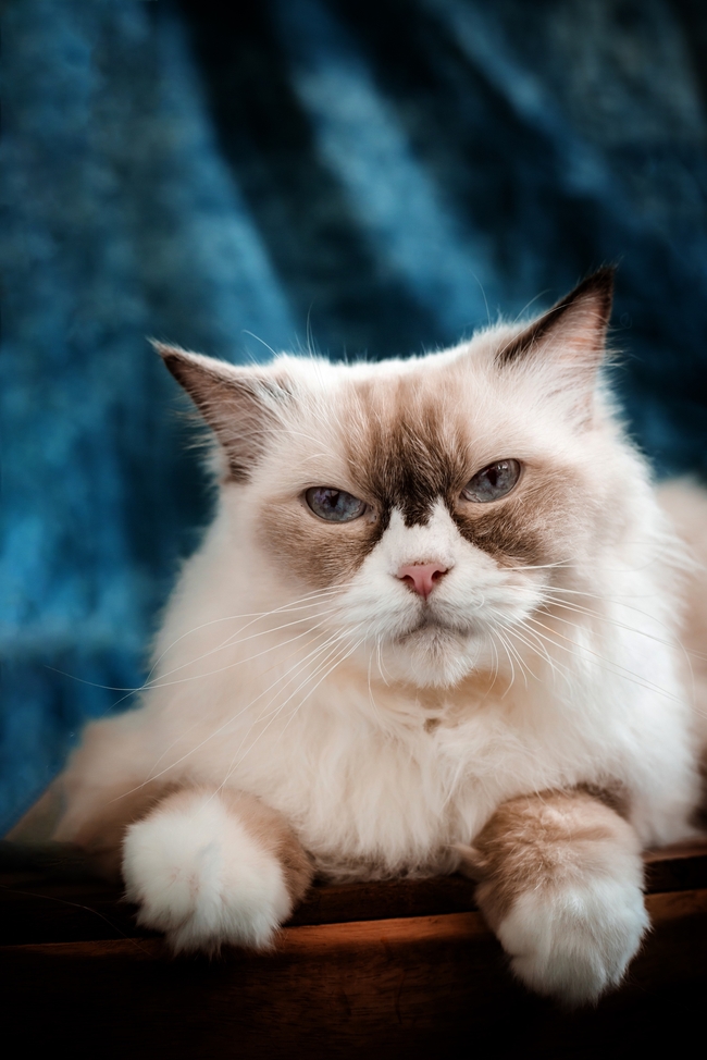 可爱金吉拉猫宠物写真图片