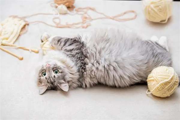 猫咪掉毛严重要怎么解决?
