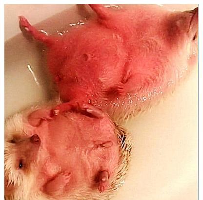 女子让男友给刺猬洗澡,十分钟了还没洗好,过去一看几分熟了