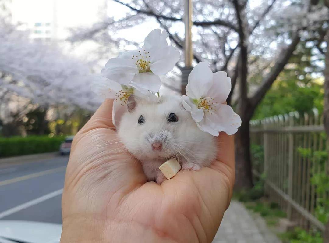 一组樱花和仓鼠的合照，春天真好呀