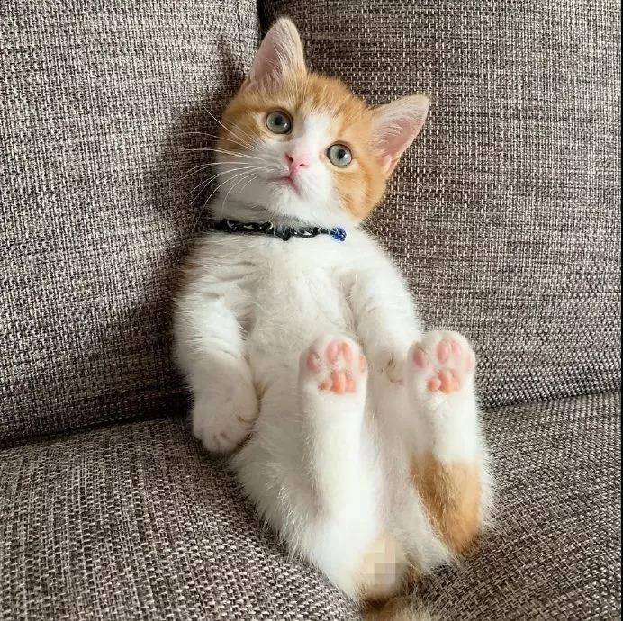 这只叫茶太的猫真是乖巧又可爱。看它睡觉的样子我能看一整天