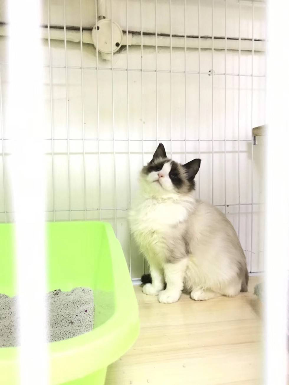 温柔可爱的布偶猫,你可喜欢吗