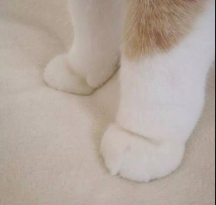 毛茸茸暖暖的猫爪爪，想握的举手！