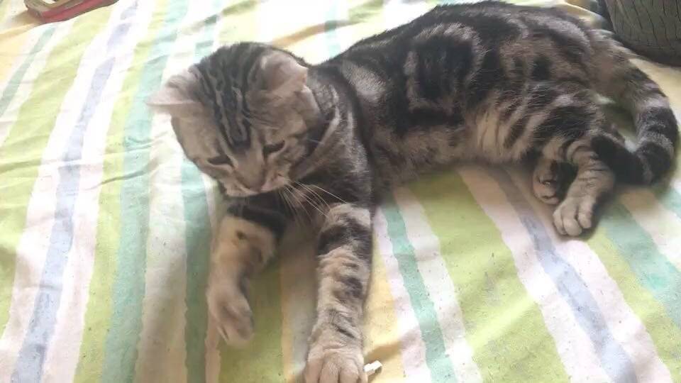 (美国短尾猫)我要姐姐抱抱 我要公主抱抱 飞起来的抱抱 转圈圈的抱抱