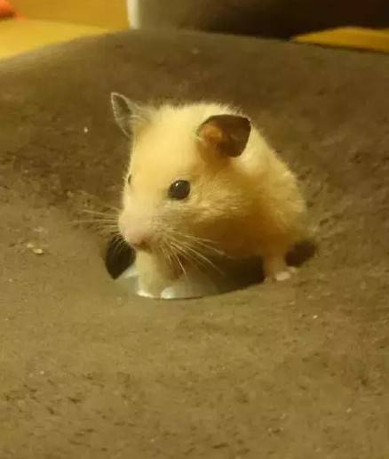 忍笑,这样的小仓鼠好像有点臭臭