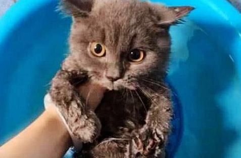 女友给猫咪洗澡,突然听到一声尖叫,过去一看傻眼了