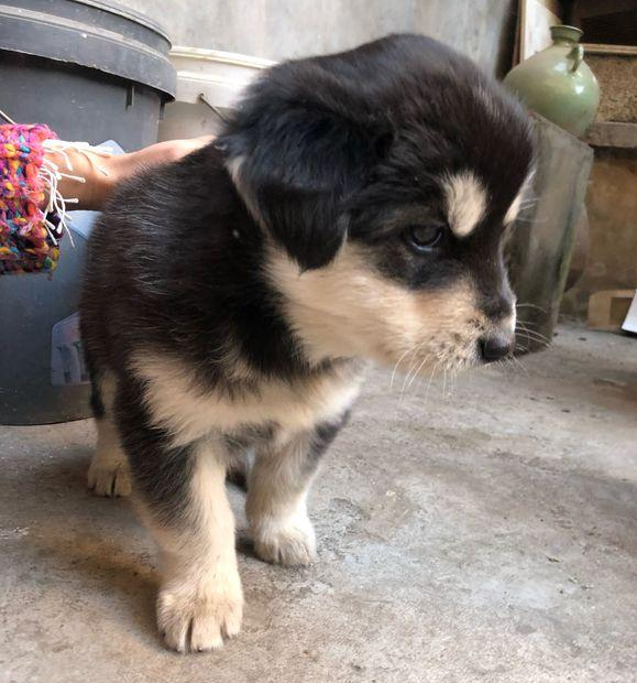 小奶狗出現在垃圾桶旁,洗洗澡后,小家伙长相立刻提高一个级别