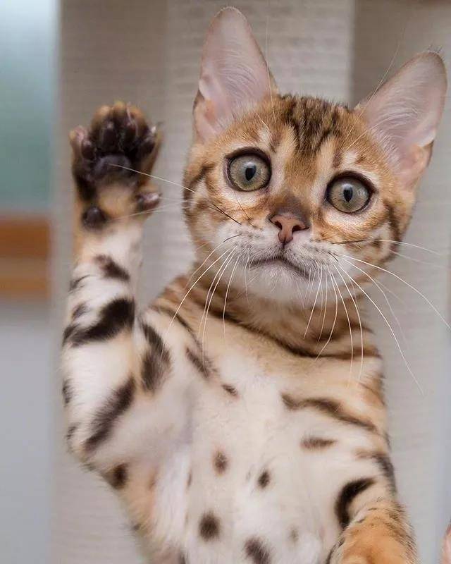 请最可爱的那位童鞋举下手！啊呀，是在叫我没错！