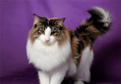 挪威森林猫外貌上和缅因库恩猫一模一样,挪威森林猫与缅因库恩猫的主要区别是:其后腿比前腿稍长,被毛双层。