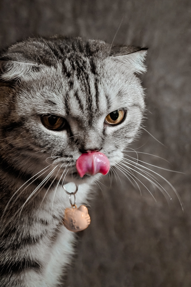 可爱小猫咪伸舌头卖萌图片