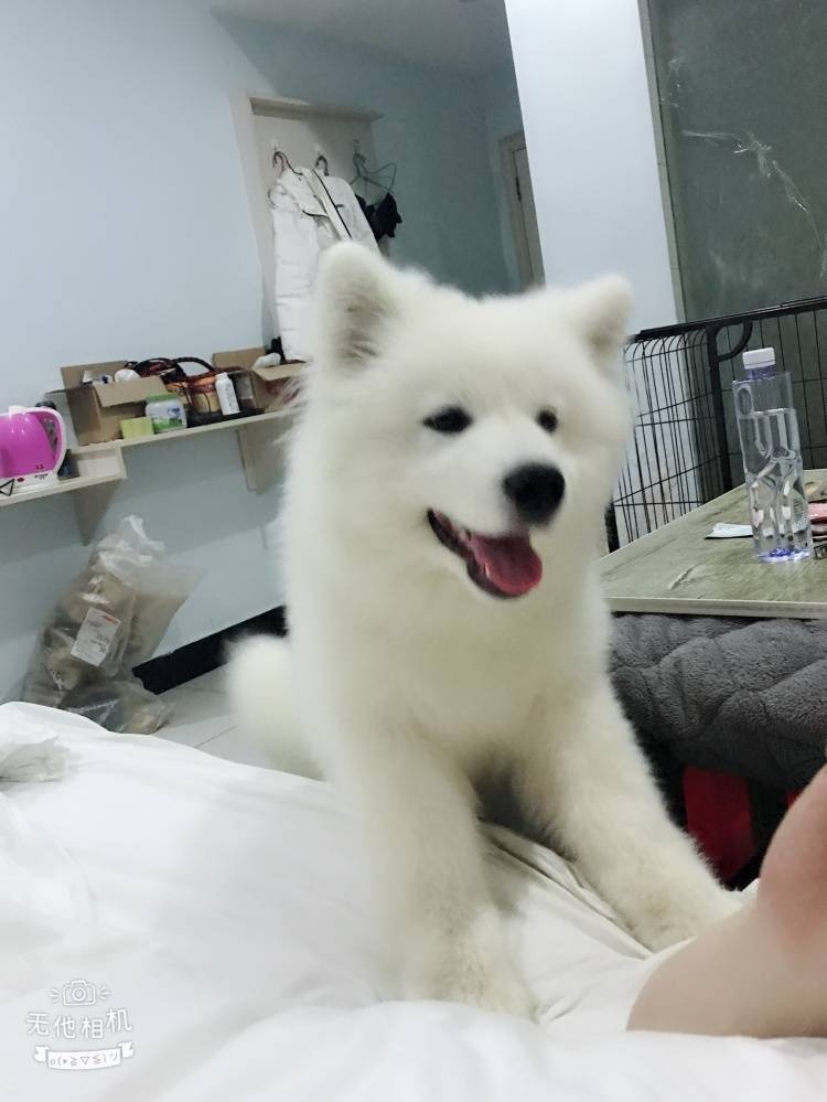 五十斤重的大胖纸一枚