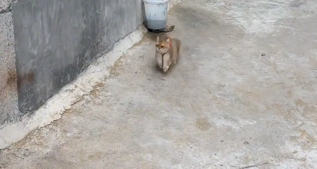 女子回老家,姥姥让猫咪给女子送钥匙开门