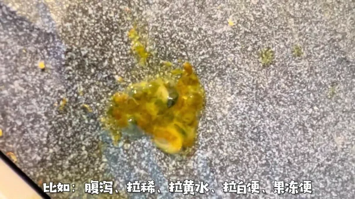 乌龟生病的预兆：如何判断乌龟是否生病了？