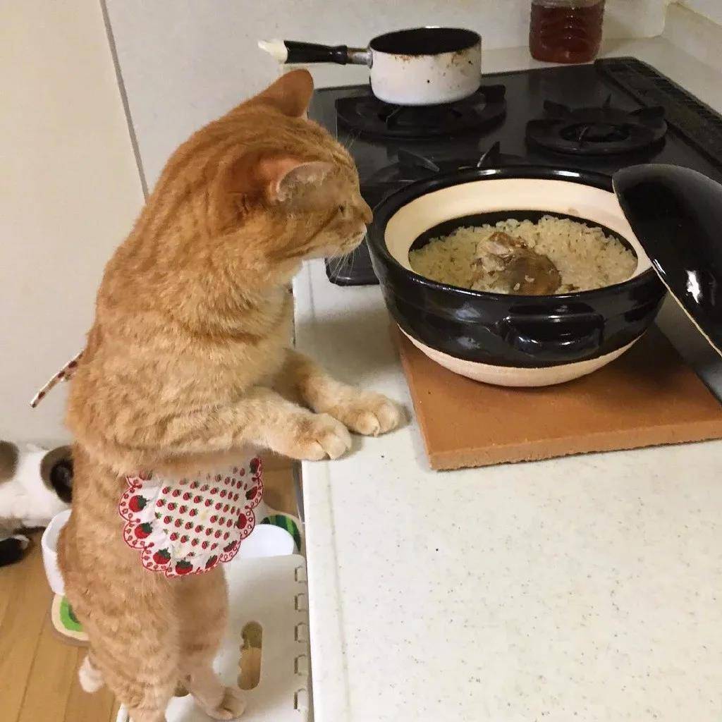 洒家新请的猫咪小保姆,了解一下
