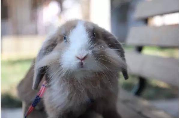 垂耳兔