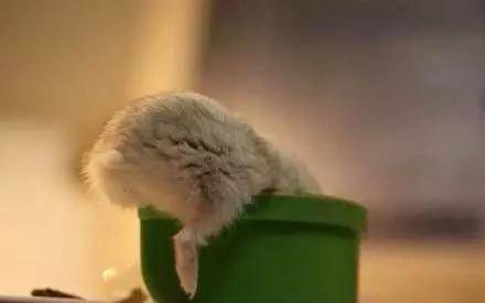 仓鼠撅起小屁屁，屁股又萌又好看