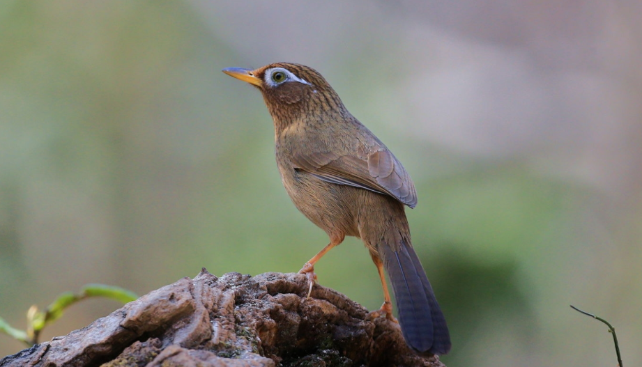 画眉鸟不叫怎么办