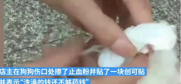 一男子将自家的萨摩耶送去宠物店洗澡,不料......