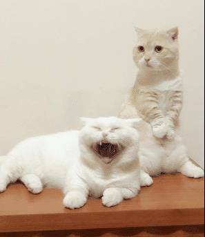 猫咪洗澡竟笑得如此灿烂,原来这一切都是“遗传”惹的祸!