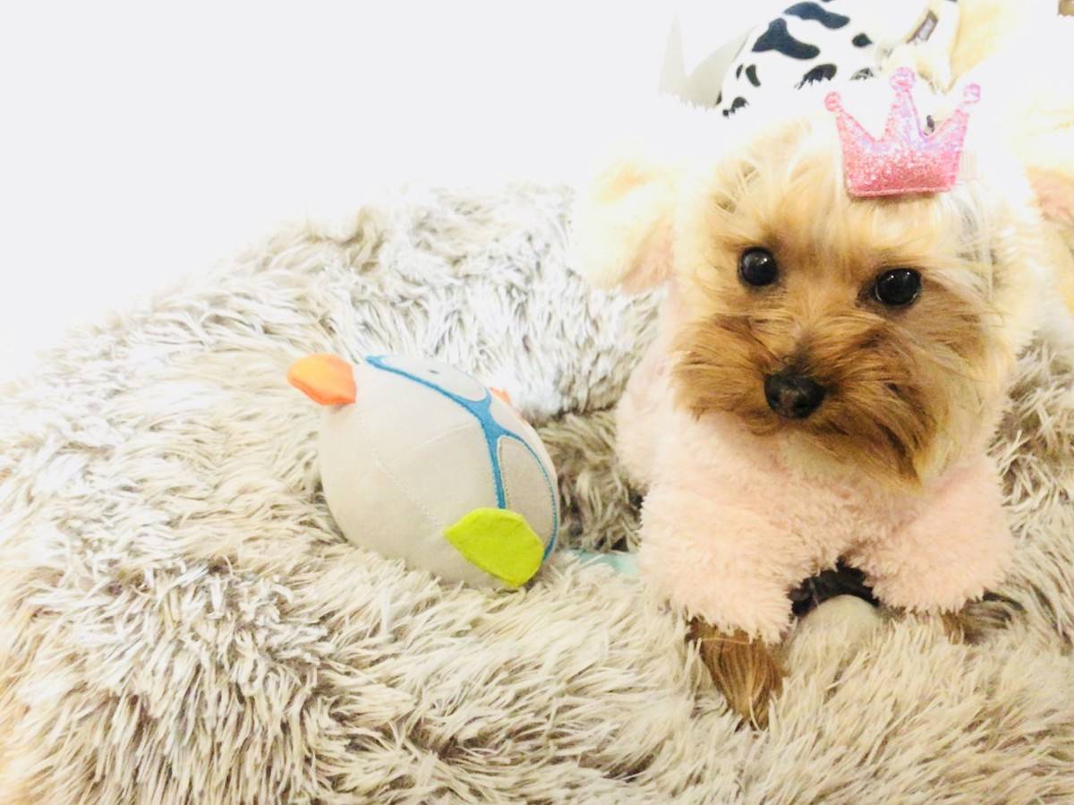 卖萌是本宝宝的日常~