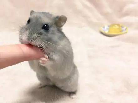 养只会撒娇的小仓鼠吧~