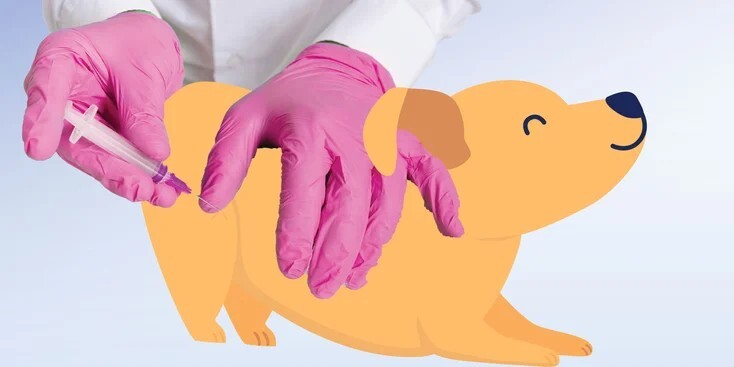 预防狗狗得细小病毒的 8 个方法