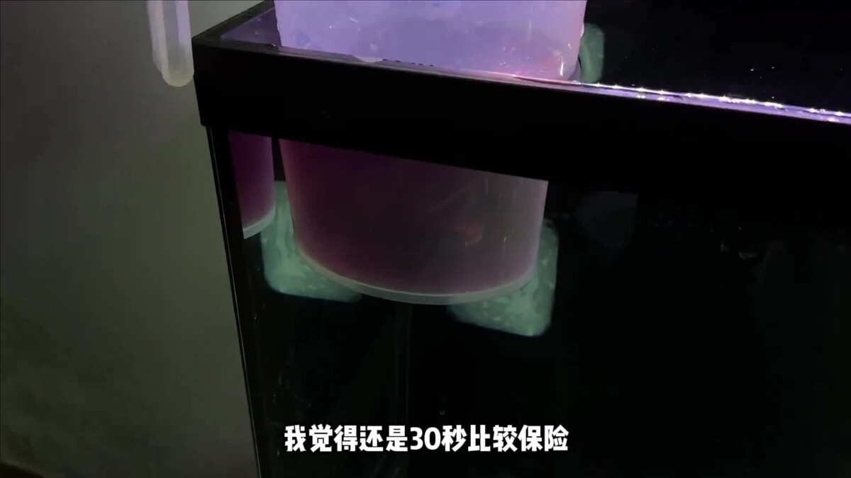 观赏鱼的绝症胡椒病：我的牙鱼“大牙”能否幸存？