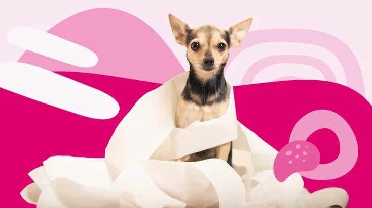 狗狗便秘：原因、症状和治疗方法