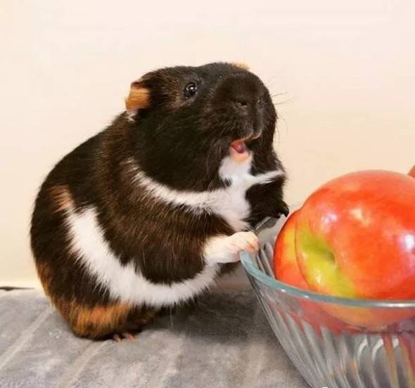 都是胖,怎么荷兰猪可以胖的那么可爱?