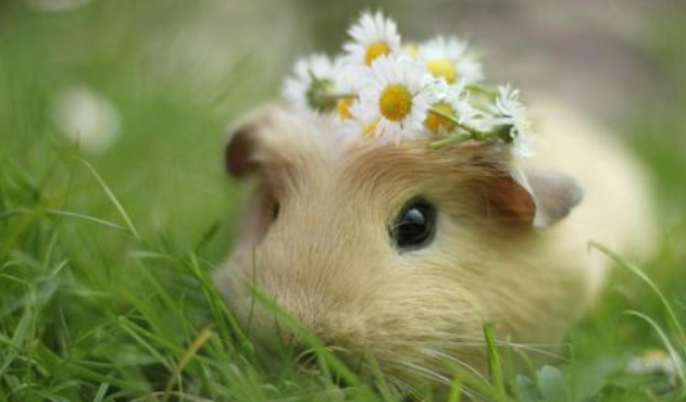 仓鼠为什么发抖