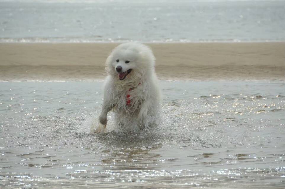 萨摩耶水中的千姿百态