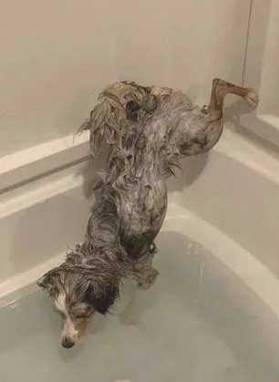 德牧犬反感洗澡的时候屁股湿掉,竟在浴盆里打开大绝技......