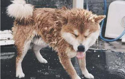 柴犬洗澡没忘记耍帅,谁抢镜头跟谁急,这一幕把人都逗翻了!