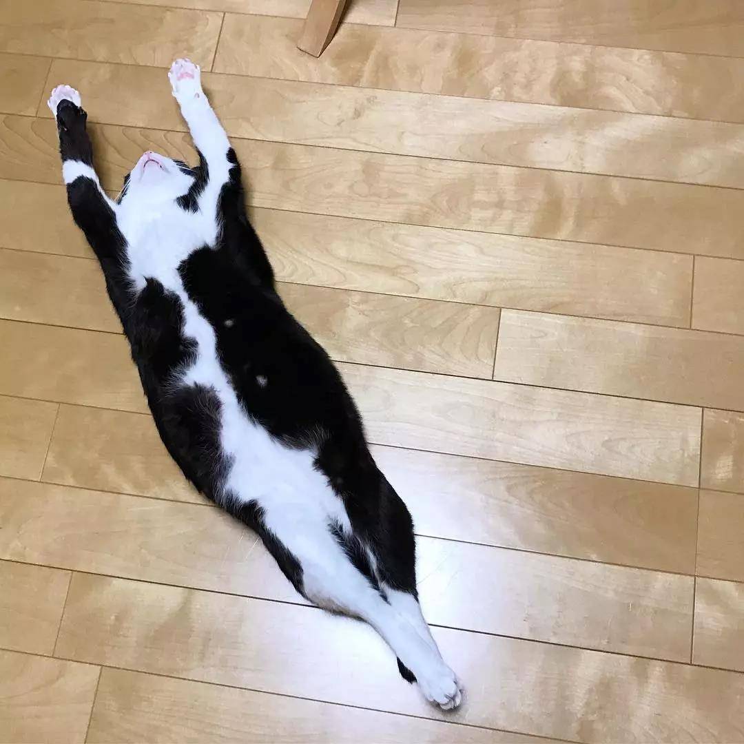 这只奶牛猫完美还原我春困的状态:基本上是一只废猫了