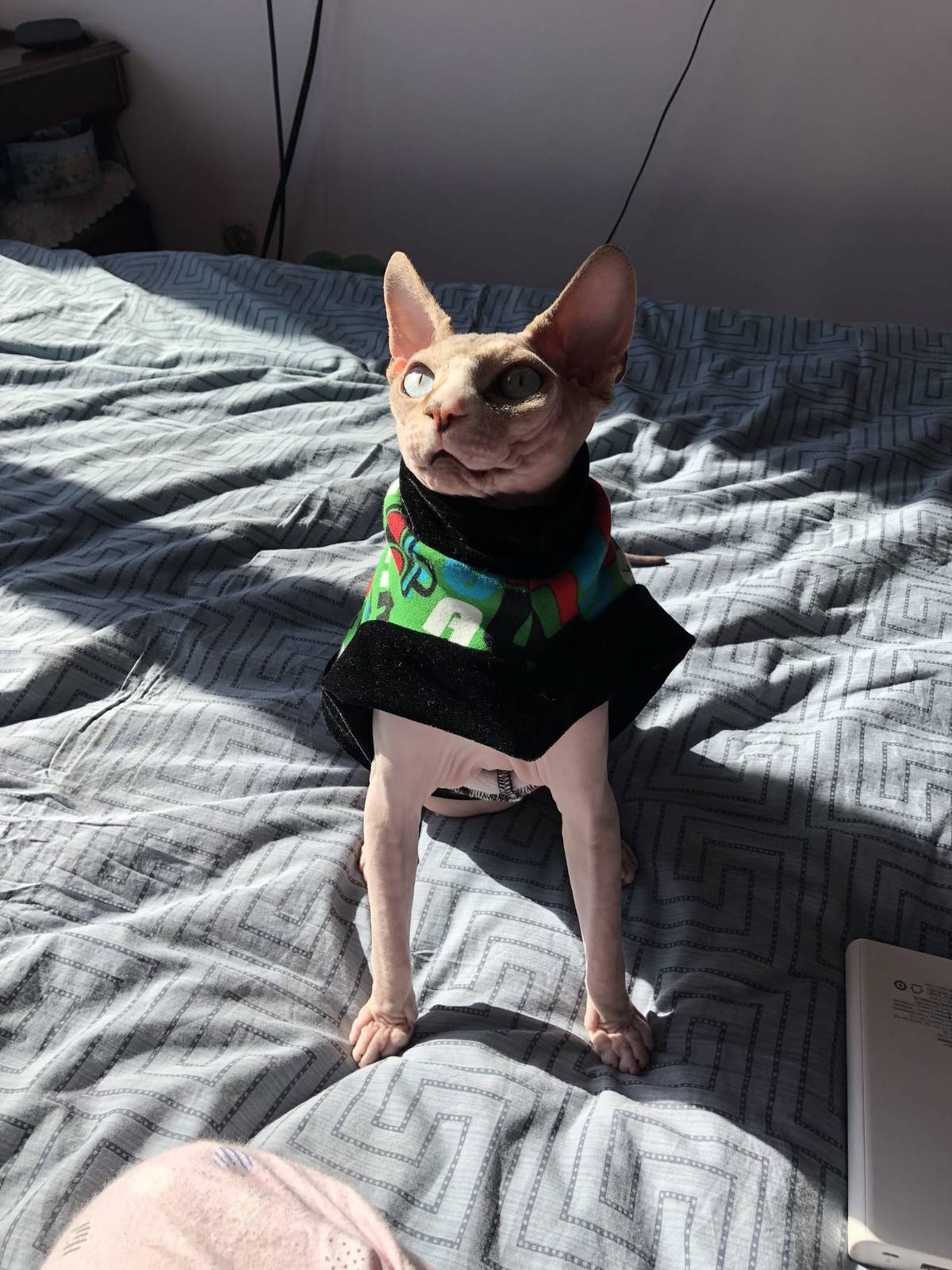 无毛猫,逗你玩儿……