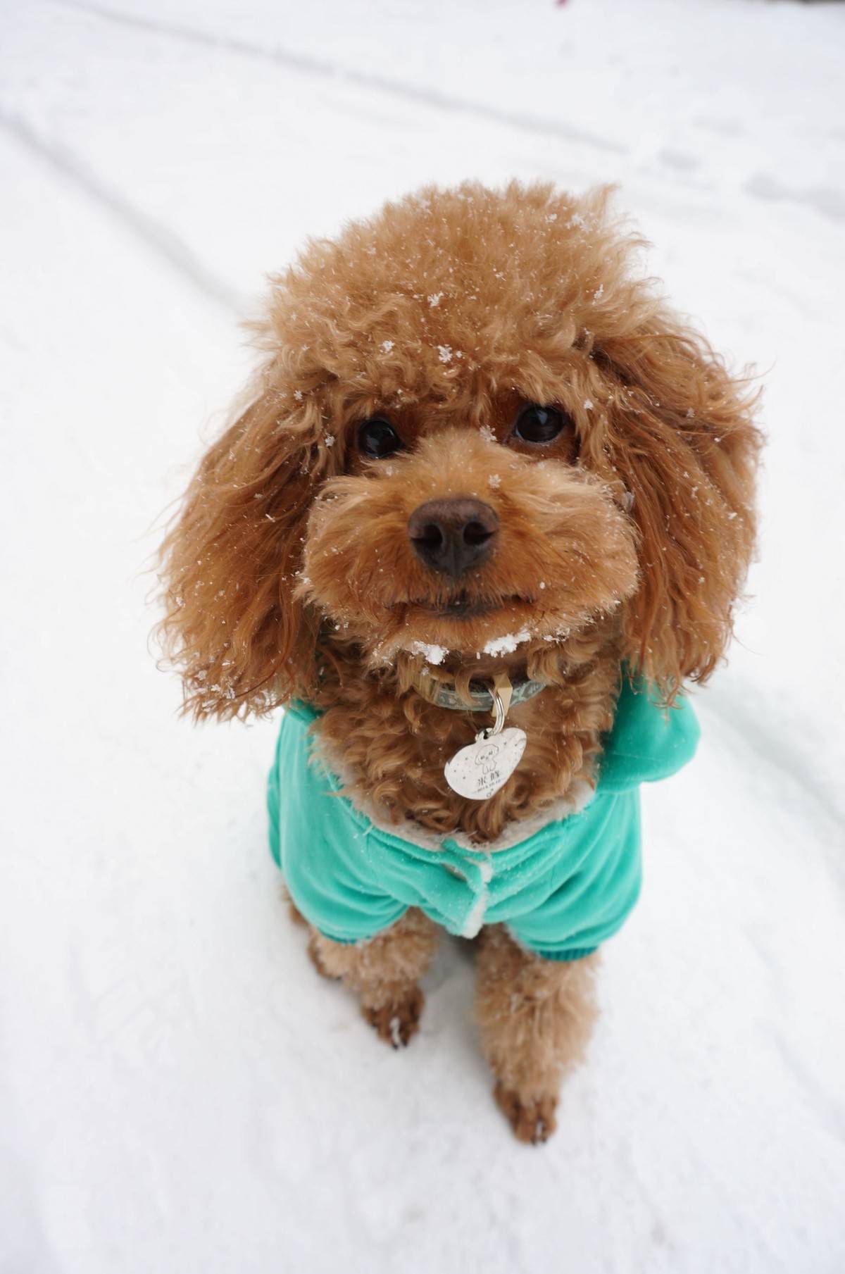 我的泰迪呱呱他进化了,头上有超清晰的雪花哟~