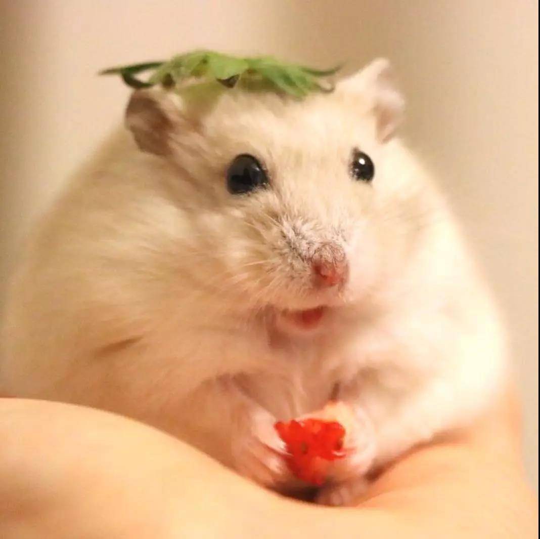 小仓鼠，平时超喜欢吃水果，最爱的就是草莓啦