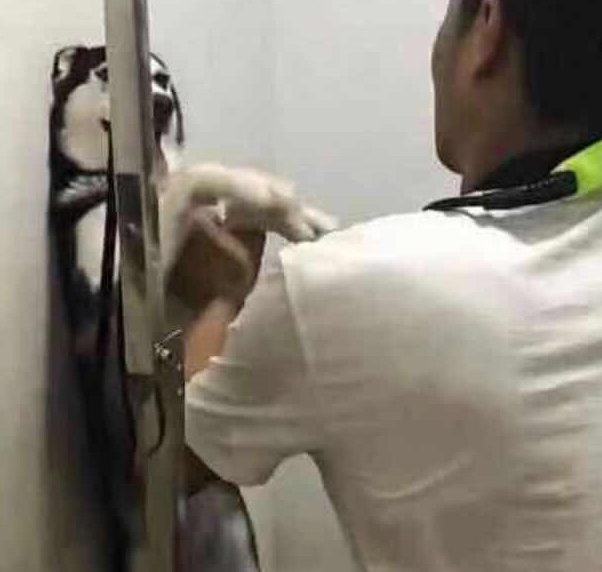 让二哈洗洗澡简直比登天还难，那反映简直令人又窝火又搞笑！