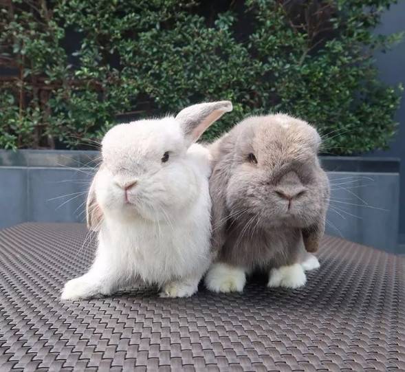 可爱加倍!两只垂耳兔形影不离的两只兔~